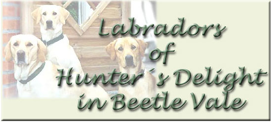 Labrador Retriever | Labradors of Hunter's Delight in Beetle Vale